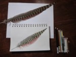 Feather & pencils