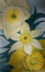 Narcissus