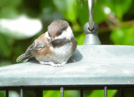 Chestnut Back Chickadee chick perched atop the suet feeder.