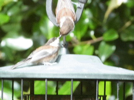 Adult Chestnut Back Chickadee feeding fledgling.