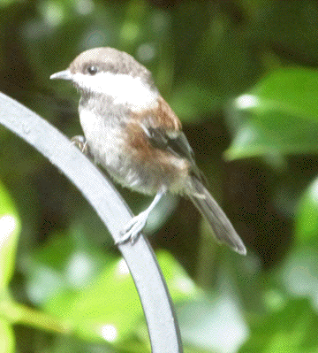 Chestnut Back Chickadee fledgling