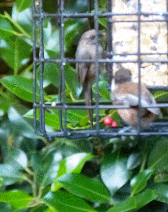 Bush Tit and Chestnut Back Chickadee fledges feeding on suet.