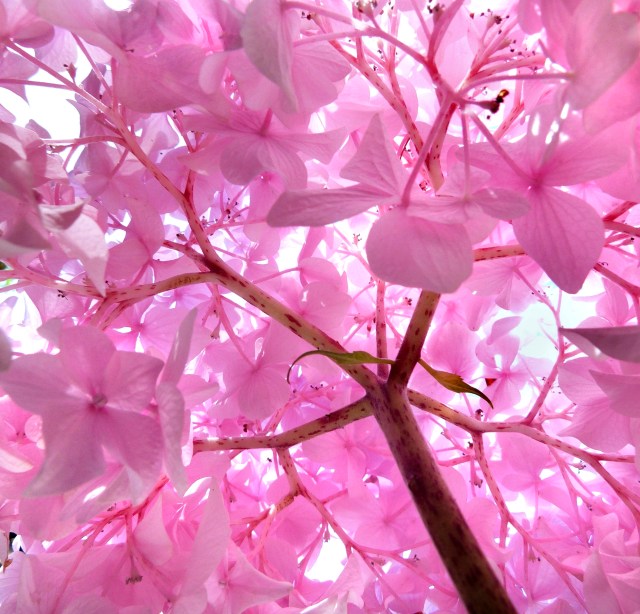 Winning Edge Hydrangea