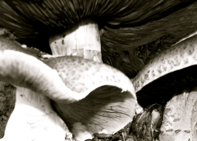 Come into my vestibule