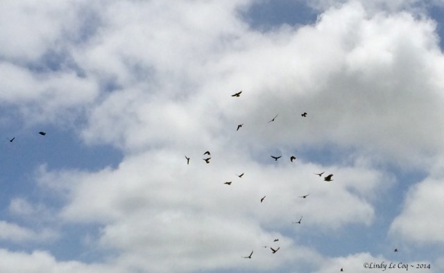 IMG_0230 - Version 2