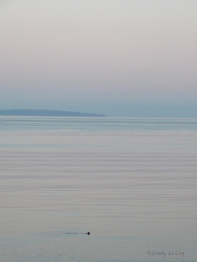 P1020800 - Version 2
