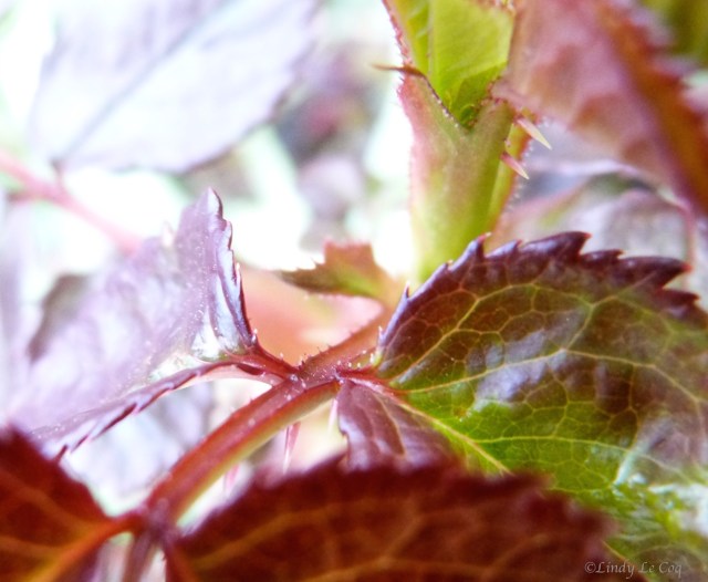 first hour of spring 2015 ~ Vancouver, WA