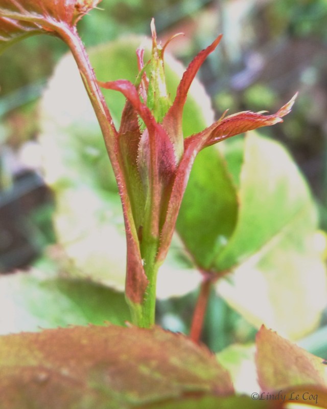 first spring morning 2015 after rain ~ Vancouver, WA