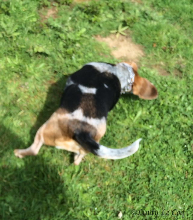 IMG_1999 - Version 2