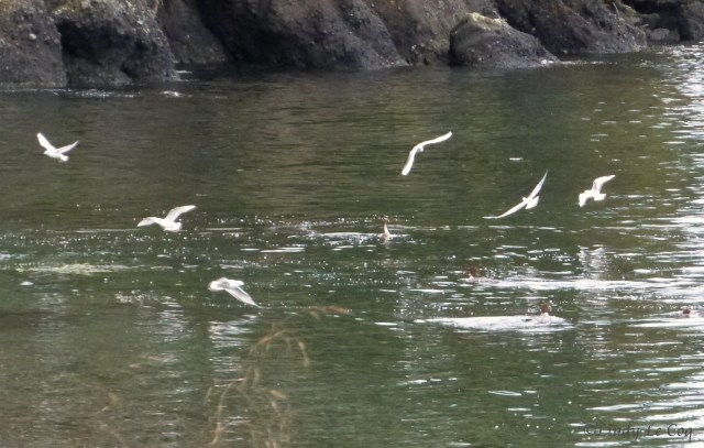 P1040098 - Version 3