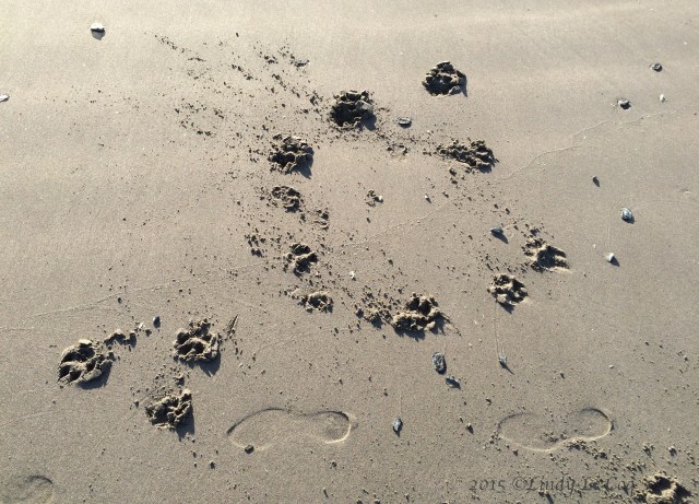pawprints
