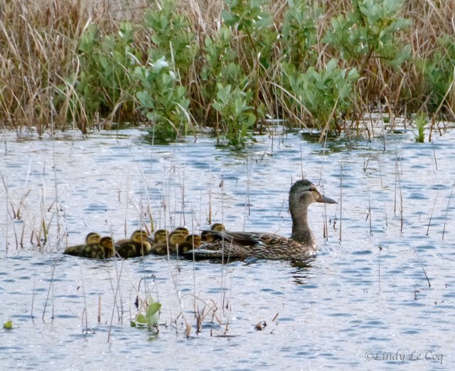 mamma mallard