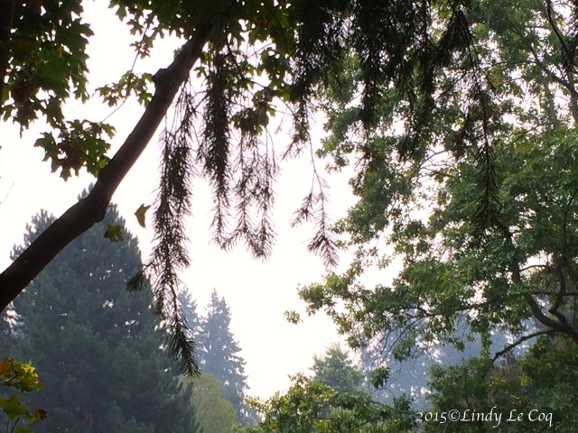 View from my deck, 8/22/15