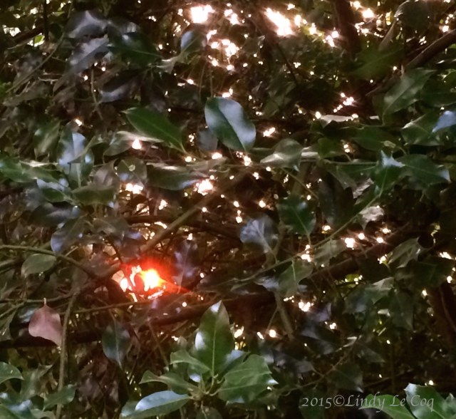 Smoke hazed sunset through holly.