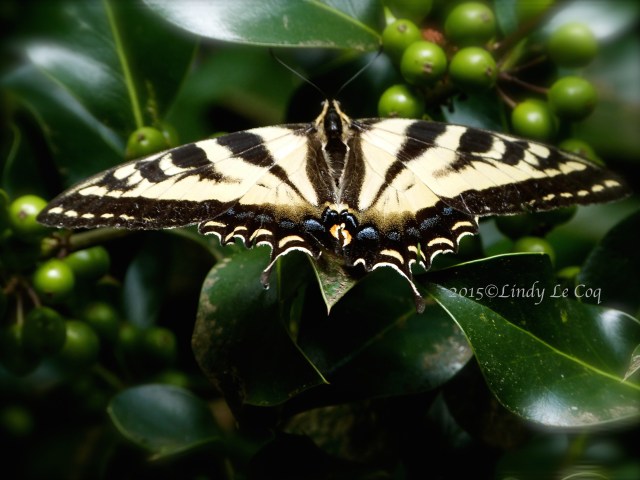 P1000369 - Version 2