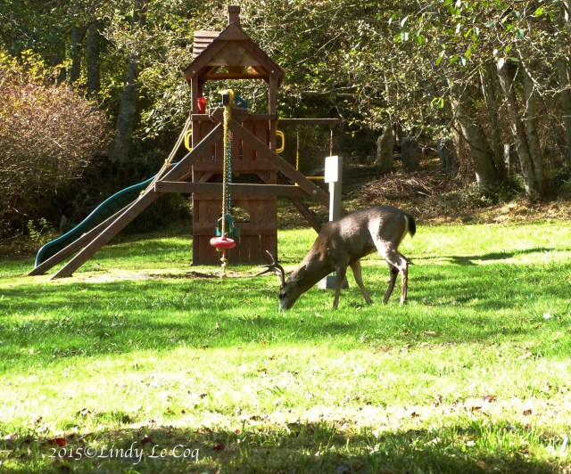 P1050241 - Version 2