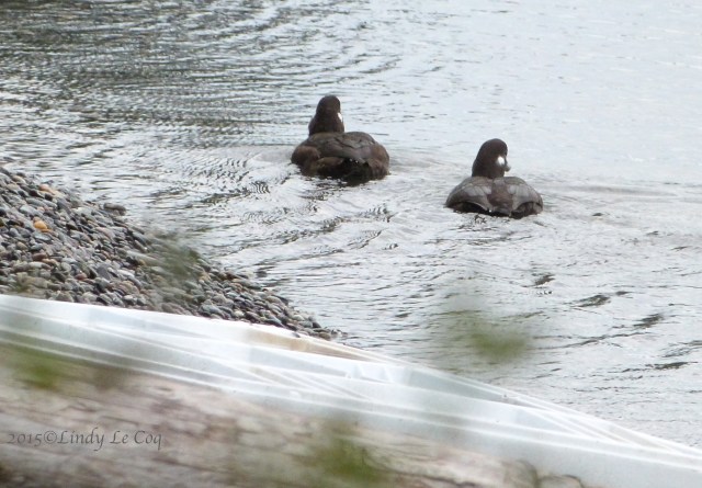 Harlequin Ducks