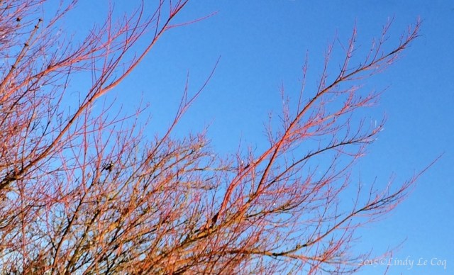 IMG_4515 - Version 5