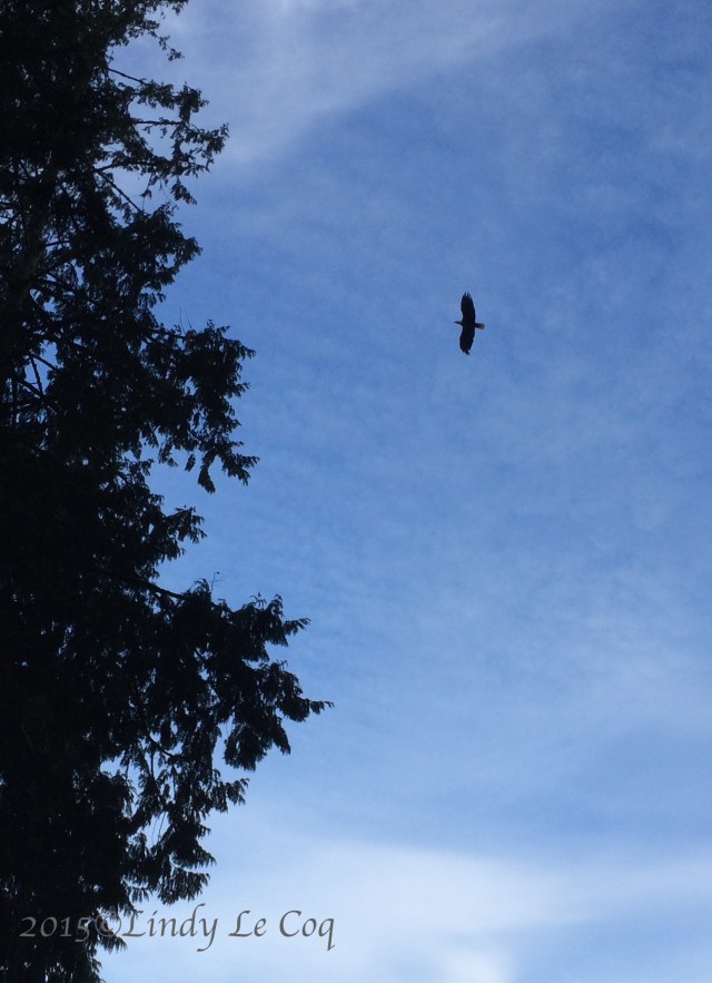 IMG_4124 - Version 2