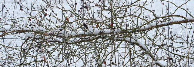 Mid Winter Rose Hips