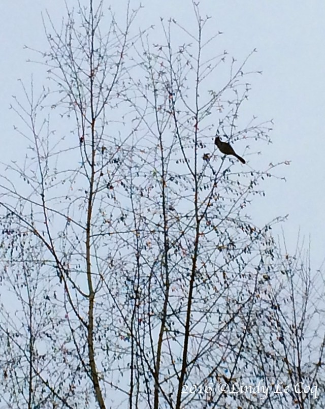 IMG_4753 - Version 2