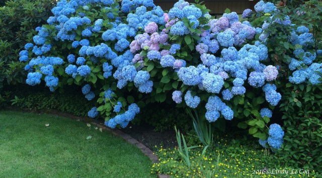 IMG_5416 - Version 3