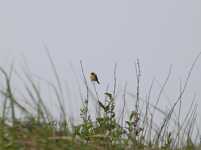 Common Yellowthroat Geothlypis trichas
