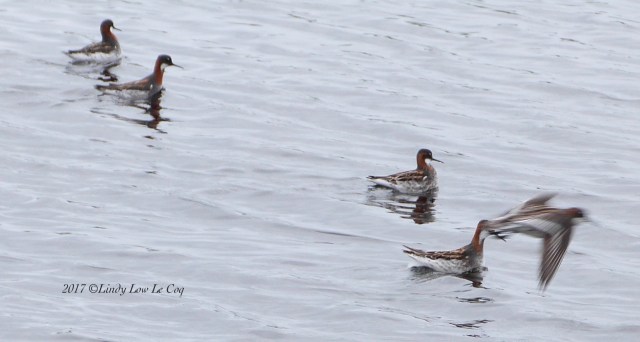 Red-necked. Phalarope group
