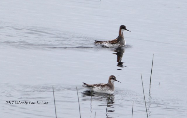 Red-necked. Phalarope mature &amp; immature
