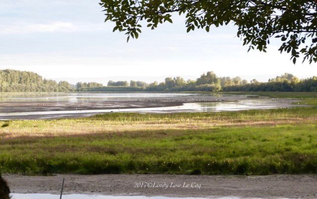 Cranes on the mudflat