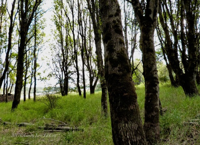 entering the viewing area