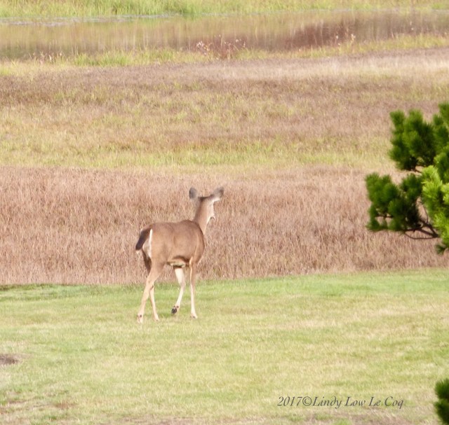 Columbia Black-tailed deer