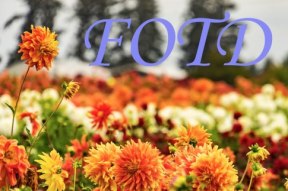 fotd-banner