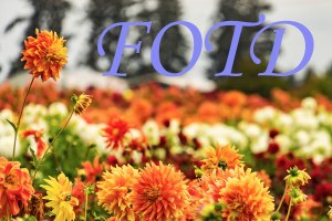 fotd-banner