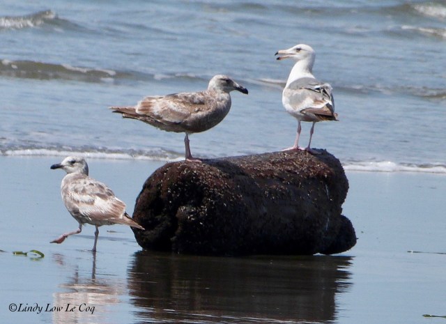western gull 1st winter and 2nd winter plus juvenile Thayers