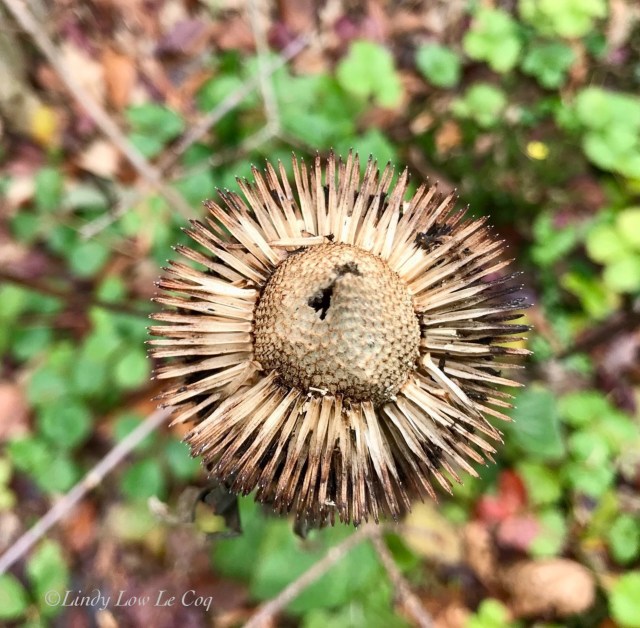 cone flower seeded 2