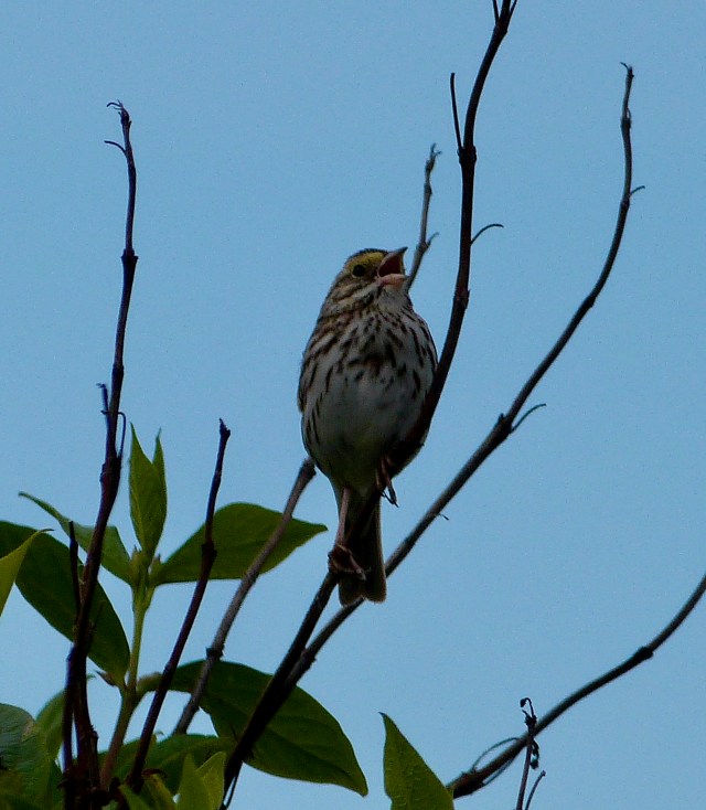 Savannah Sparrow May