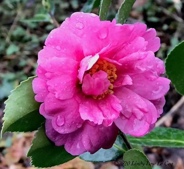 camelia