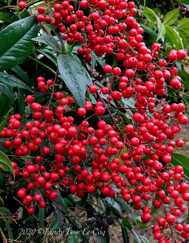 nandina berry
