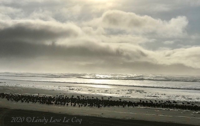 Sanderlings at Sunset 2
