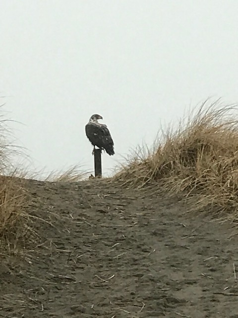 Eagle on post