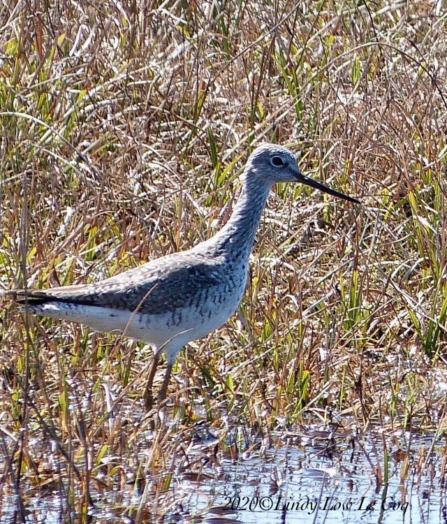 greater yellowlegs
