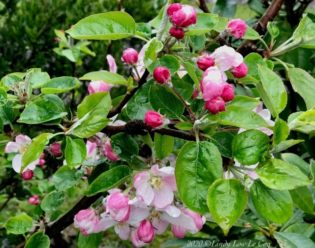 apple blossom 2