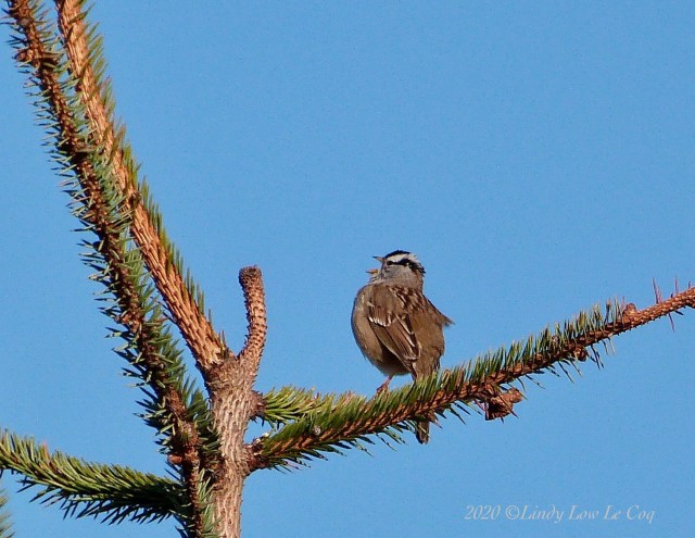 White-crowned Sparrow