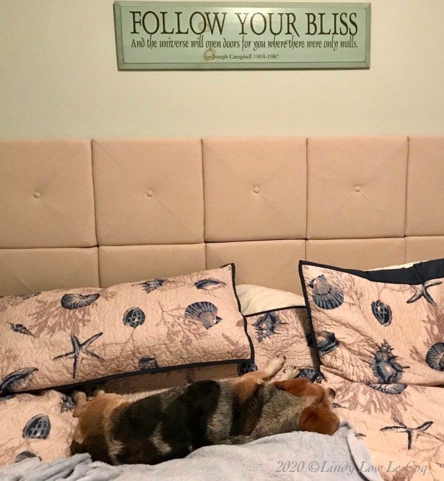 follow your bliss jello 2